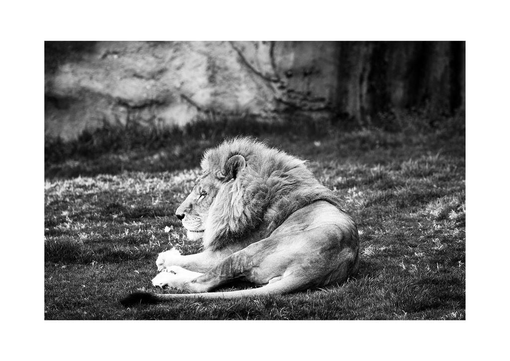 Poster - Lion Break 30x21 - Dear Sam