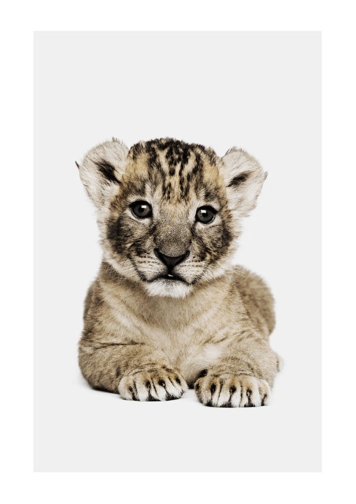 Poster - Lion Cub Portrait 21x30 - Dear Sam