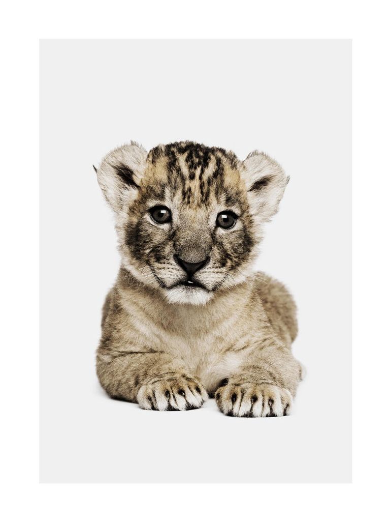 Poster - Lion Cub Portrait 30x40 - Dear Sam