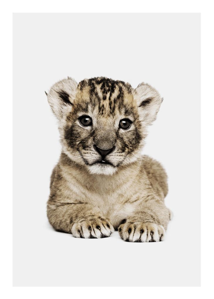 Poster - Lion Cub Portrait 50x70 - Dear Sam