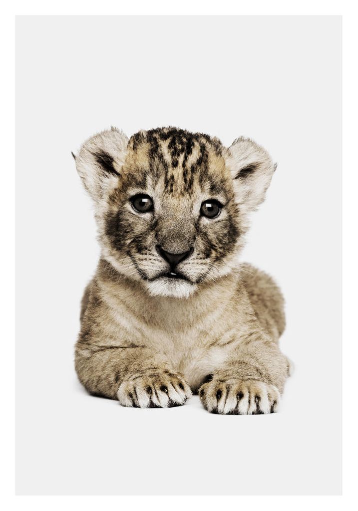 Poster - Lion Cub Portrait 70x100 - Dear Sam