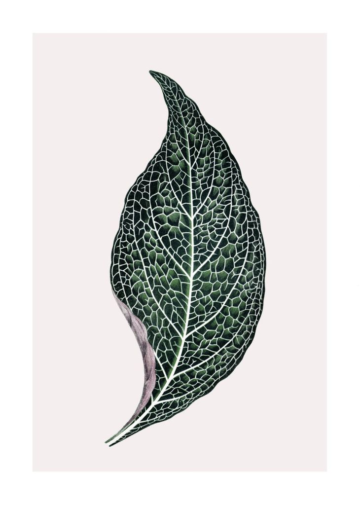 Poster - Lone Leaf 21x30 - Dear Sam