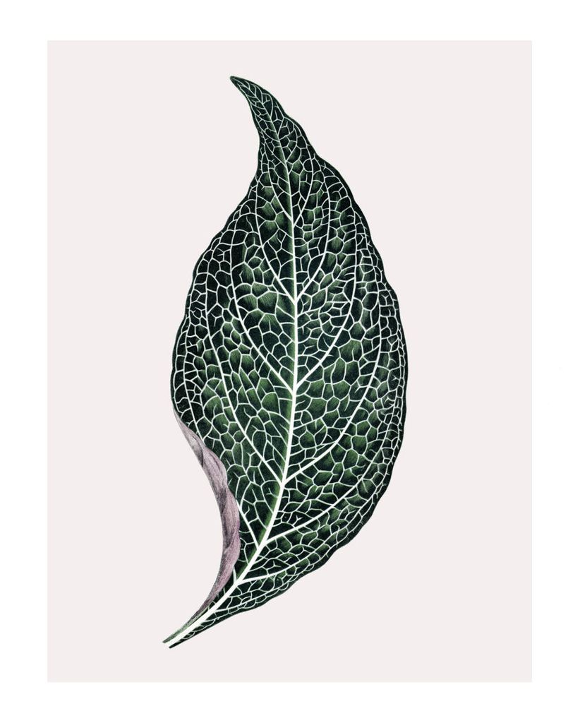Poster - Lone Leaf 40x50 - Dear Sam