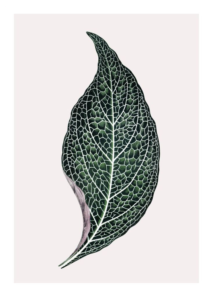 Poster - Lone Leaf 50x70 - Dear Sam