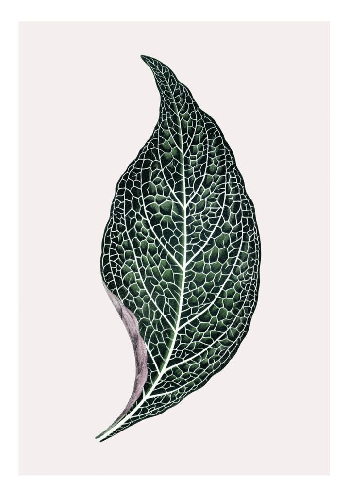 Poster - Lone Leaf 70x100 - Dear Sam