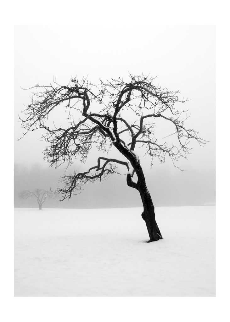 Plakat - Lonely Tree 50x70 - Dear Sam
