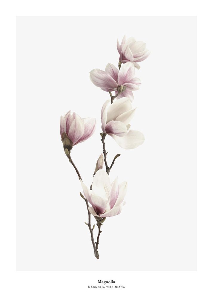 Poster - Magnolia 70x100 - Dear Sam