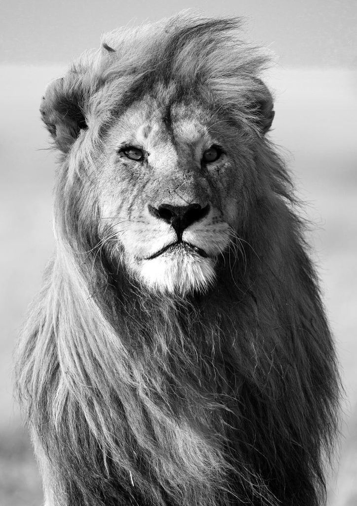 Poster - Male Lion 21x30 - Dear Sam