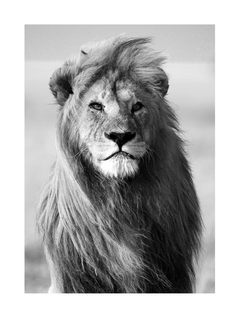 Poster - Male Lion 30x40 - Dear Sam