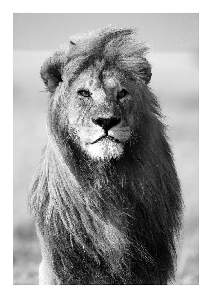 Poster - Male Lion 50x70 - Dear Sam