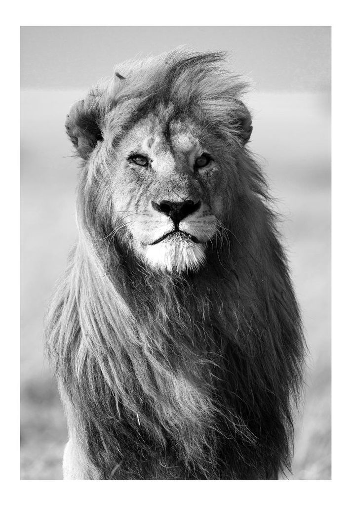 Poster - Male Lion 70x100 - Dear Sam