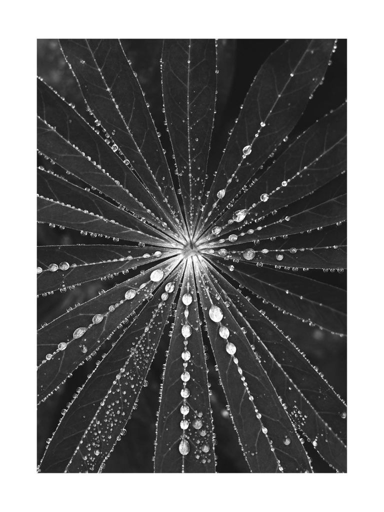 Plakat - Middle 30x40 - Dear Sam