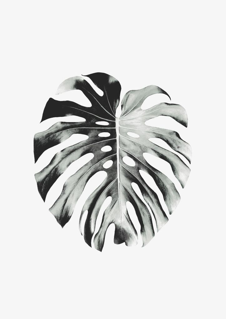 Poster - Monstera Leaf 21x30 - Dear Sam