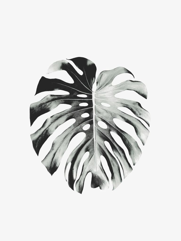 Poster - Monstera Leaf 30x40 - Dear Sam
