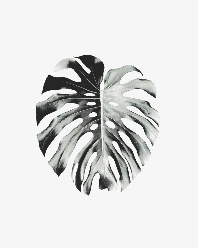 Poster - Monstera Leaf 40x50 - Dear Sam