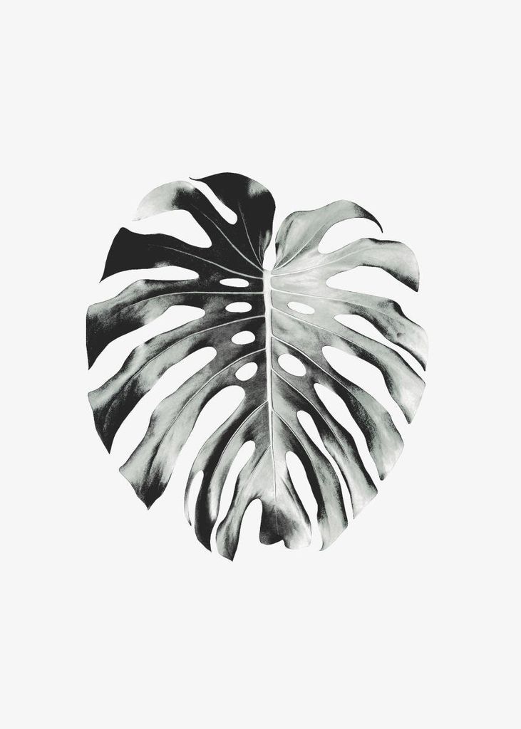 Poster - Monstera Leaf 50x70 - Dear Sam