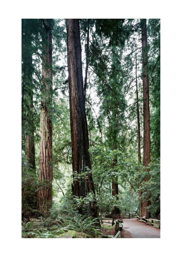 Poster - Muir Woods 21x30 - Dear Sam