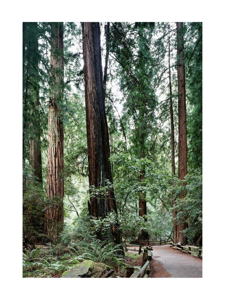 Poster - Muir Woods 30x40 - Dear Sam