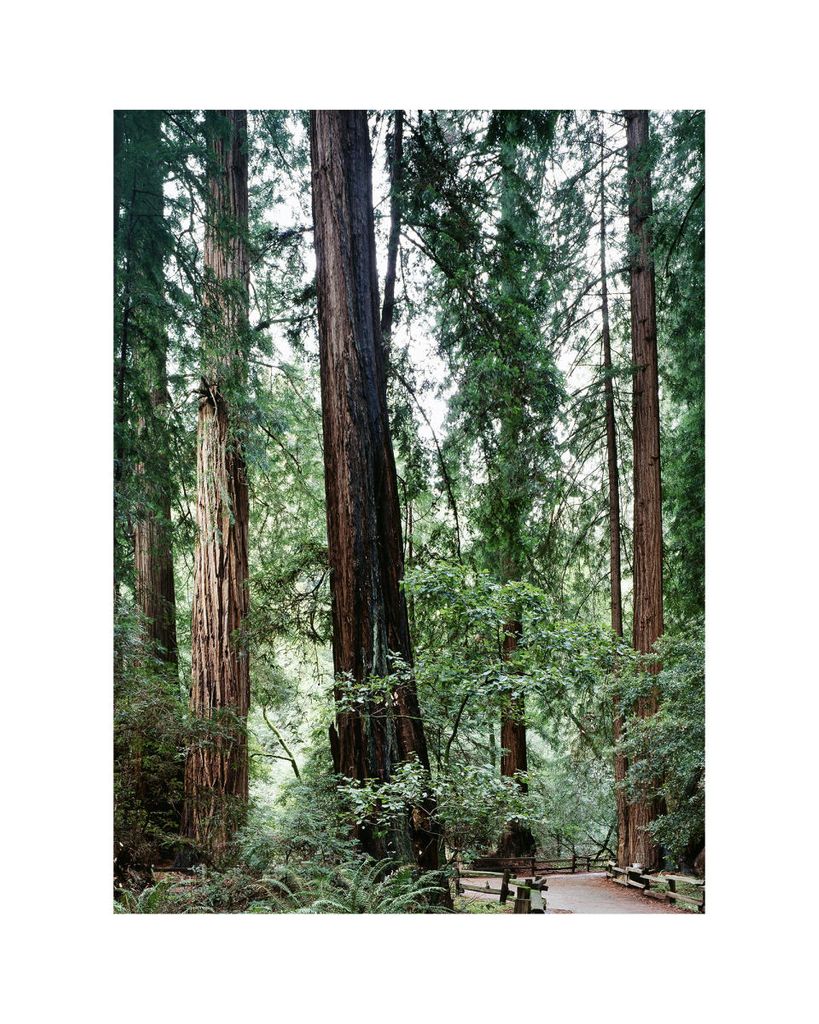 Poster - Muir Woods 40x50 - Dear Sam