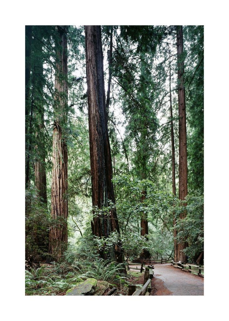 Poster - Muir Woods 50x70 - Dear Sam