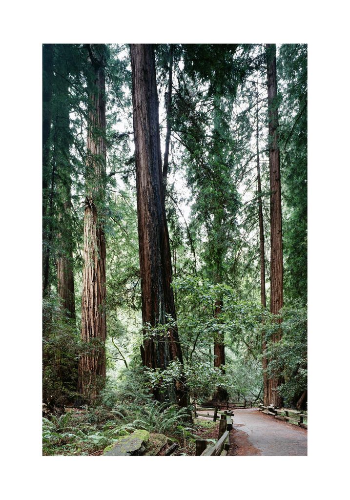 Poster - Muir Woods 70x100 - Dear Sam