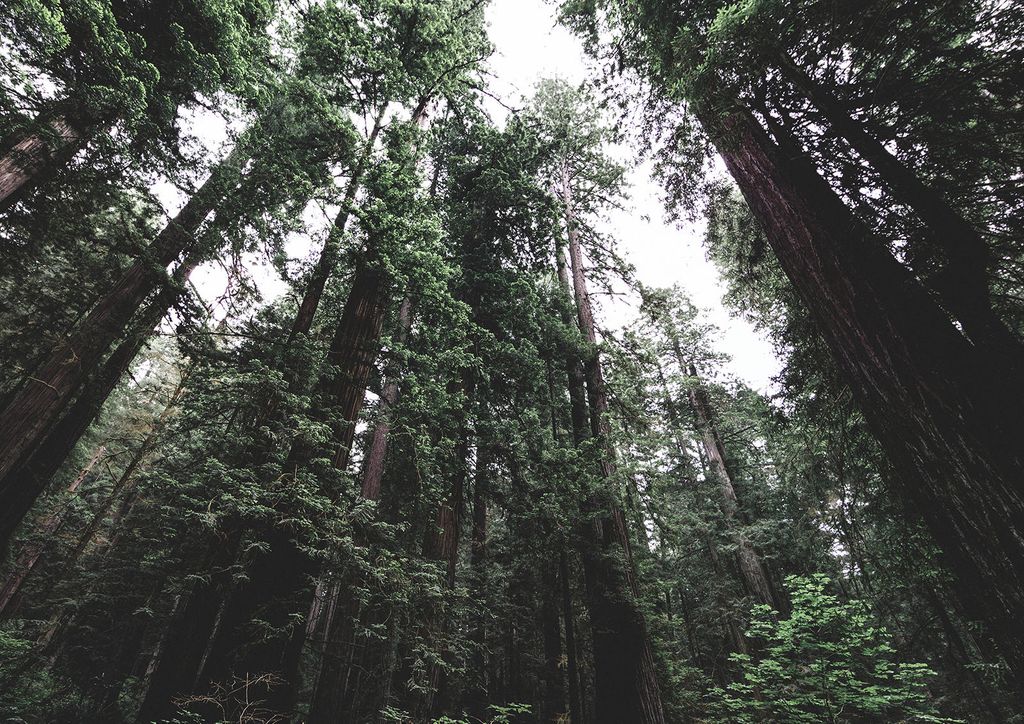 Poster - Nordic Forest 30x21 - Dear Sam