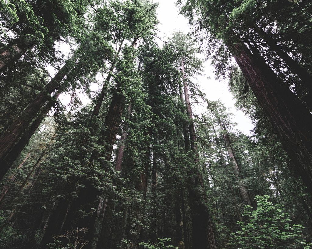 Poster - Nordic Forest 50x40 - Dear Sam