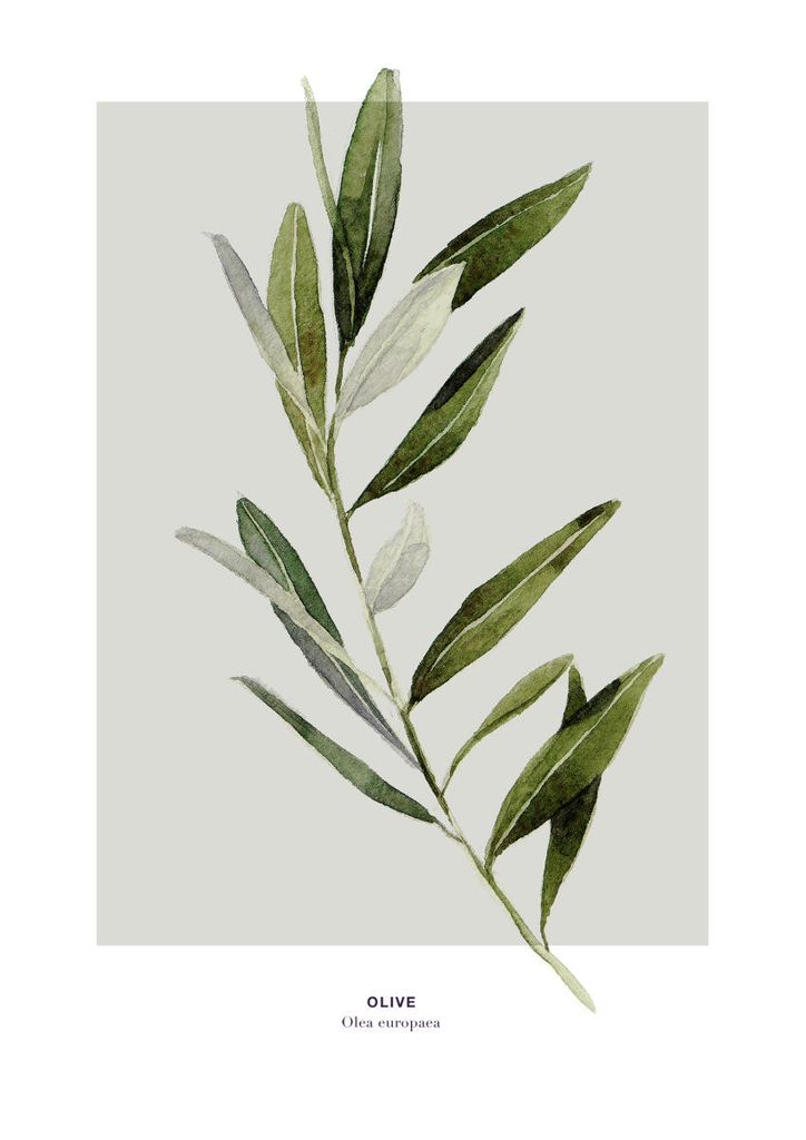 Poster - Olive 21x30 - Dear Sam