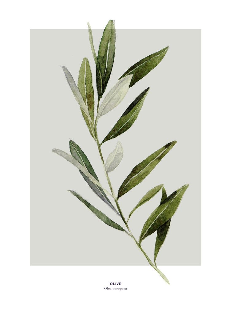 Poster - Olive 30x40 - Dear Sam