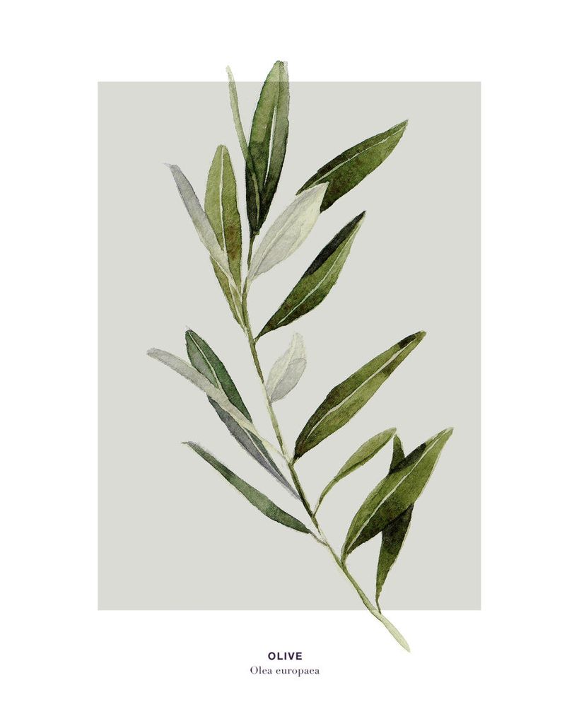 Poster - Olive 40x50 - Dear Sam