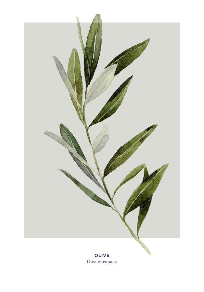 Poster - Olive 70x100 - Dear Sam