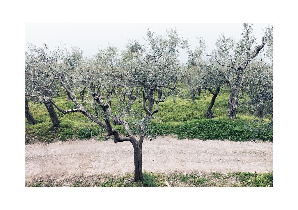 Poster - Olive Garden 2 30x21 - Dear Sam