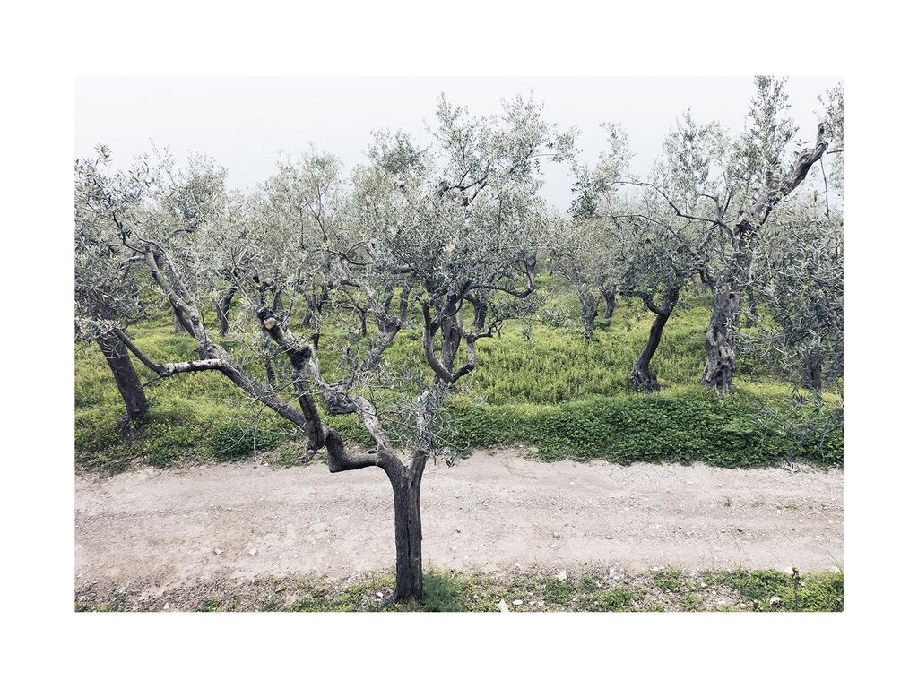 Poster - Olive Garden 2 40x30 - Dear Sam