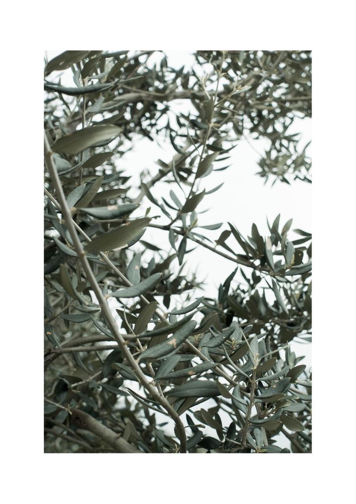 Poster - Olive Garden 21x30 - Dear Sam