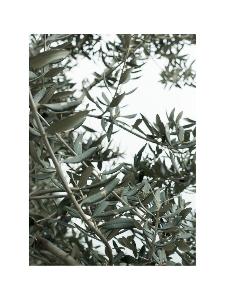 Poster - Olive Garden 30x40 - Dear Sam