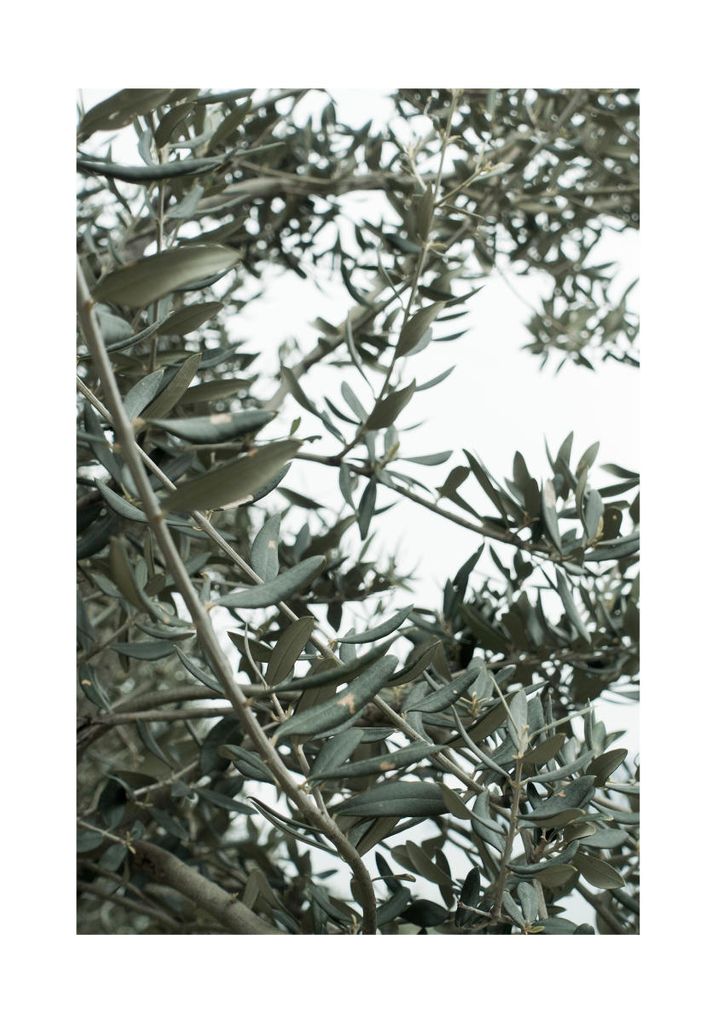 Poster - Olive Garden 70x100 - Dear Sam