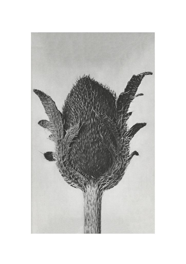 Poster - Oriental Poppy By Karl Blossfeldt 21x30 - Dear Sam