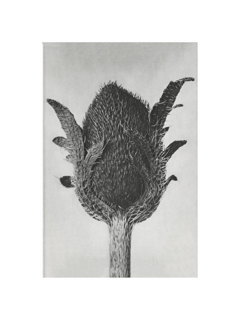 Poster - Oriental Poppy By Karl Blossfeldt 30x40 - Dear Sam
