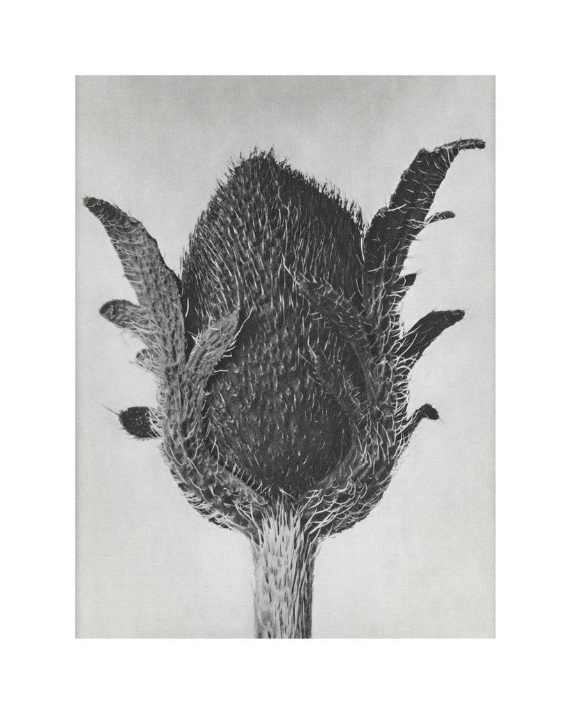 Poster - Oriental Poppy By Karl Blossfeldt 40x50 - Dear Sam