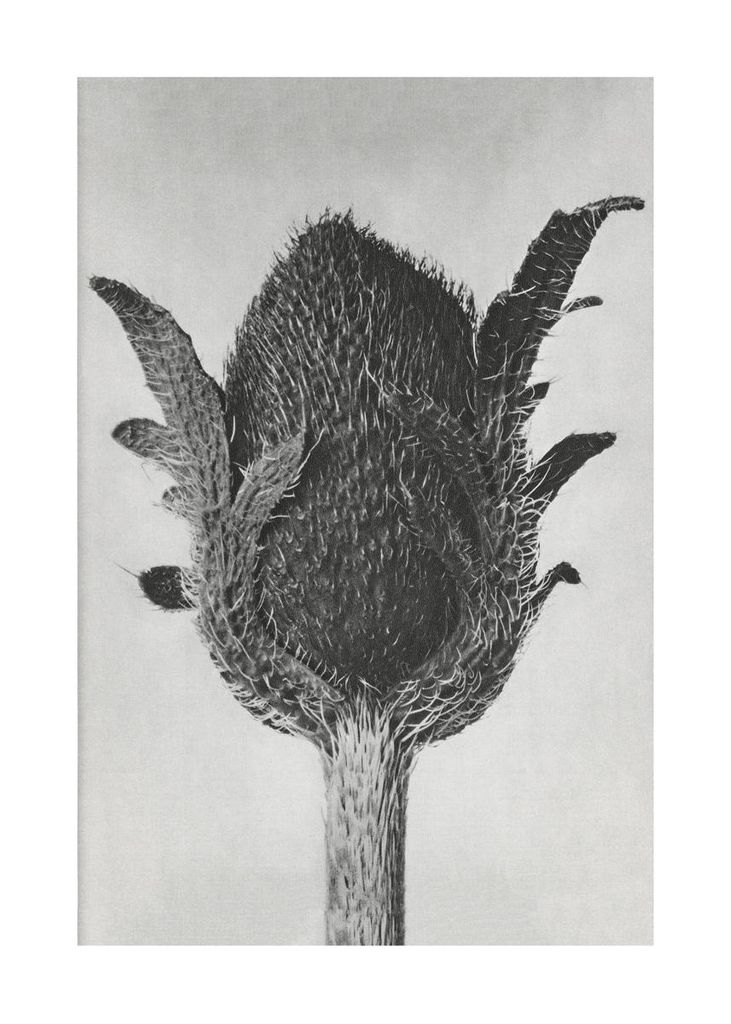 Poster - Oriental Poppy By Karl Blossfeldt 50x70 - Dear Sam