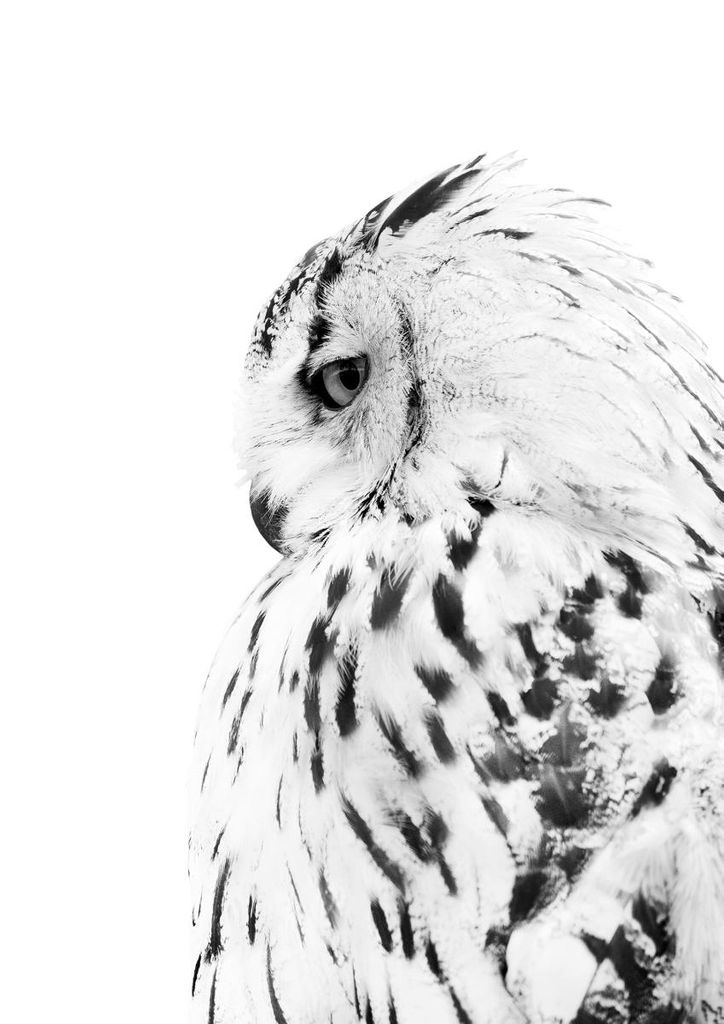 Poster - Owl 21x30 - Dear Sam