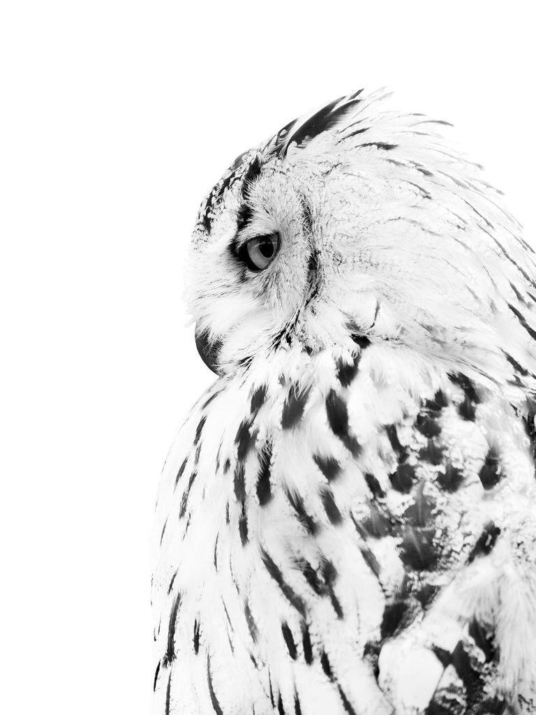 Poster - Owl 30x40 - Dear Sam