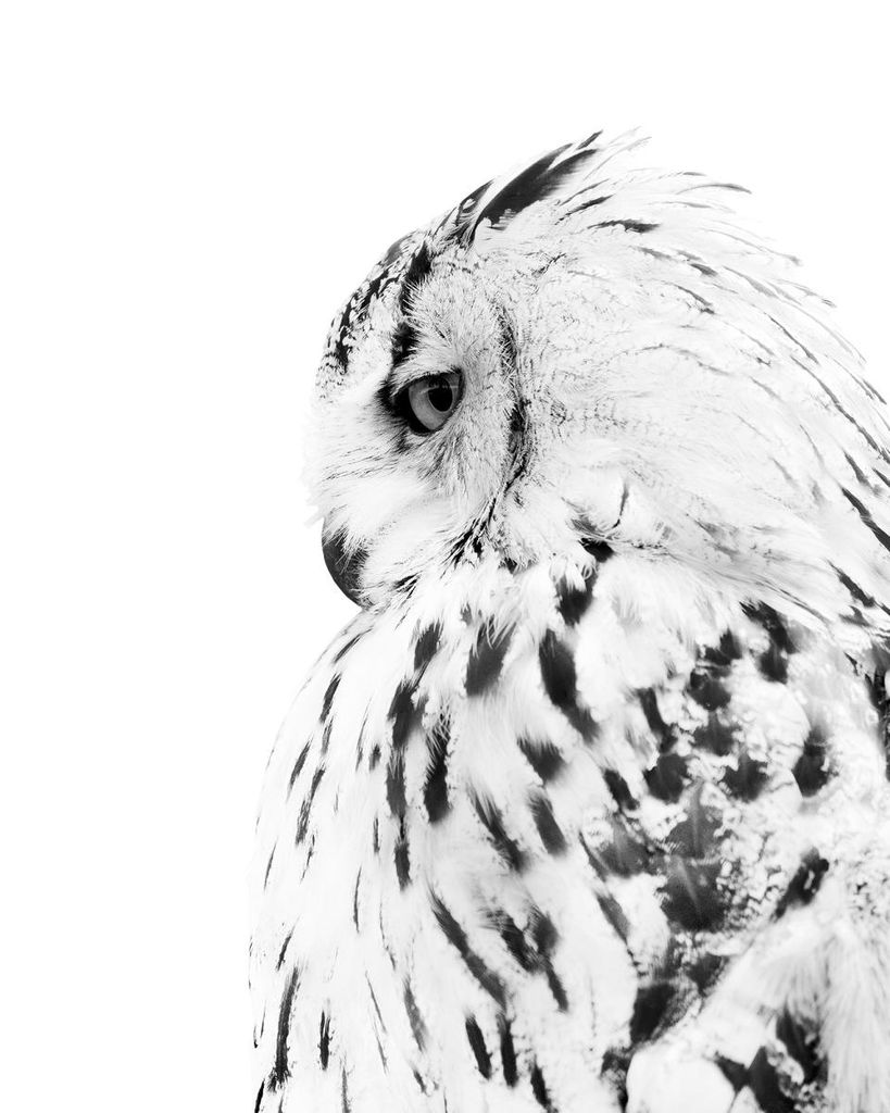 Poster - Owl 40x50 - Dear Sam