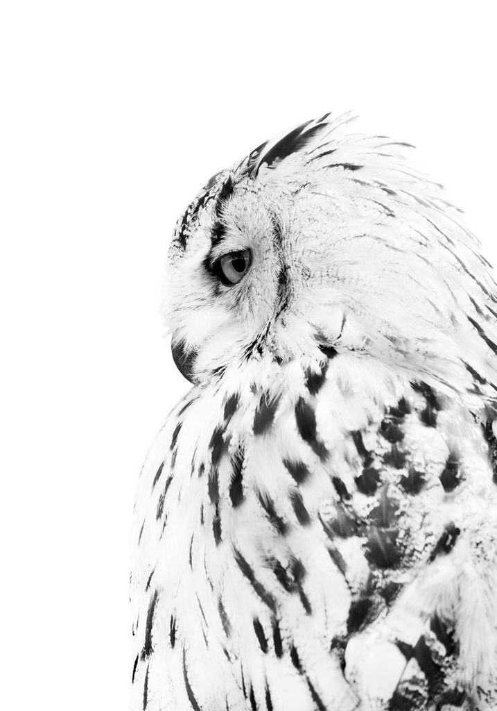 Poster - Owl 70x100 - Dear Sam