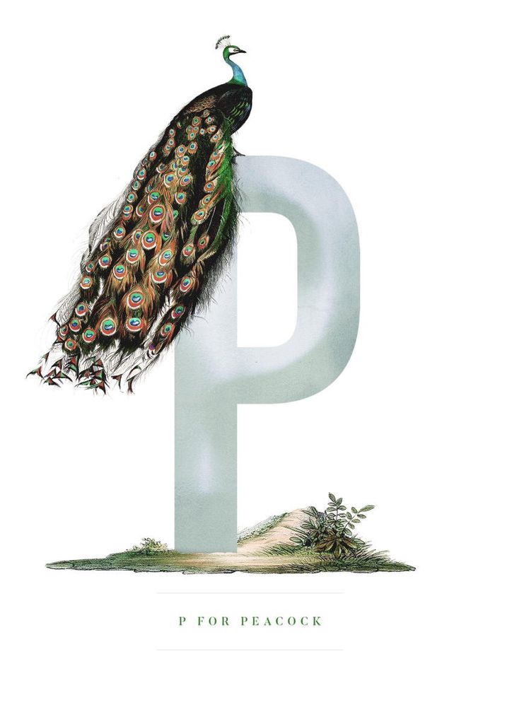 Poster - P For Peacock 21x30 - Dear Sam