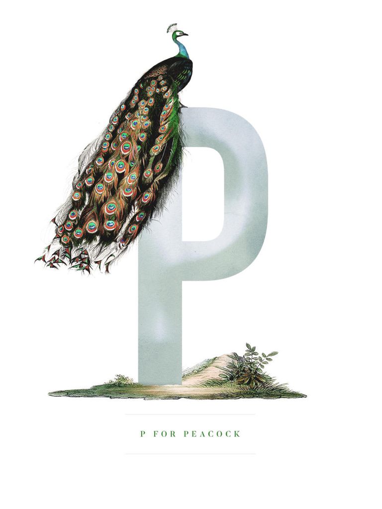 Poster - P For Peacock 30x40 - Dear Sam