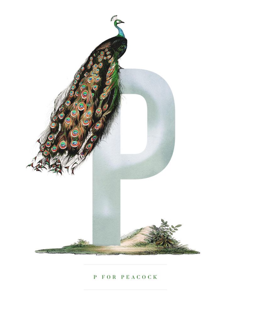 Poster - P For Peacock 40x50 - Dear Sam