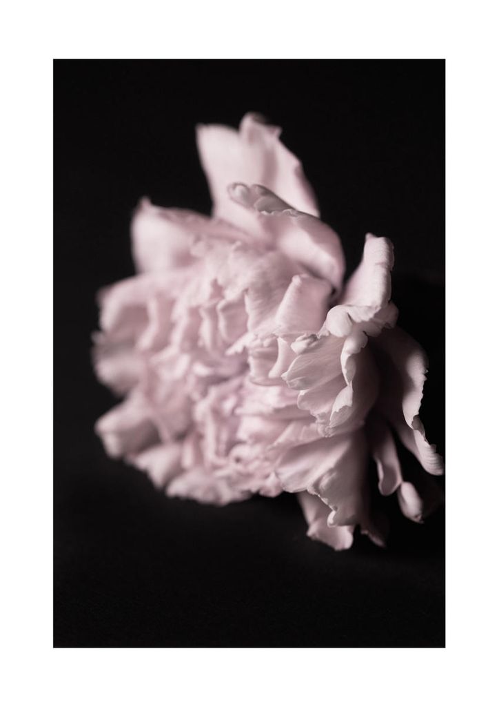 Plakat - Pale Bloom 21x30 - Dear Sam