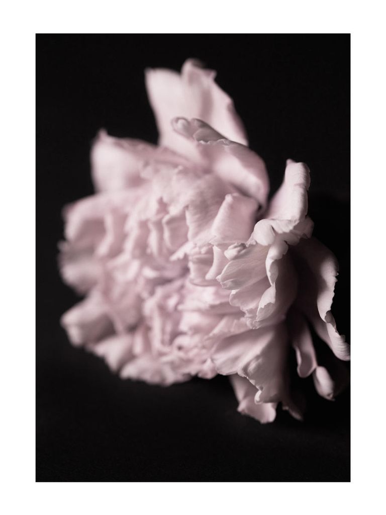 Plakat - Pale Bloom 30x40 - Dear Sam