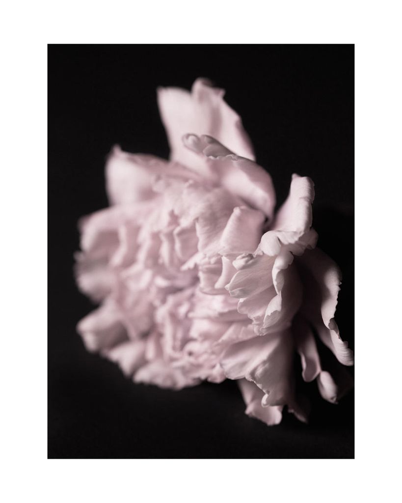 Plakat - Pale Bloom 40x50 - Dear Sam